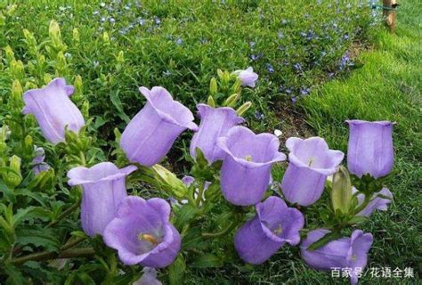 風鈴花花語|【風鈴草花語】關於風鈴草你不知道的事：花語、寓意。